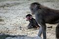 2010-08-24 (648) Aanranding en mishandeling gebeurd ook in de apenwereld